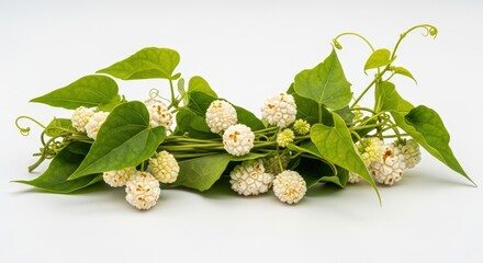 Close-up of fresh white button-like flowers or berries with vibrant green leaves on a clean white background.