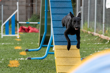Black dog leaps over agility ramp in a sunny training session at a local park