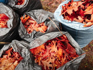 Red Autumn Leaves Collected in Bags
