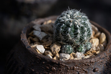 Cactus in gravel