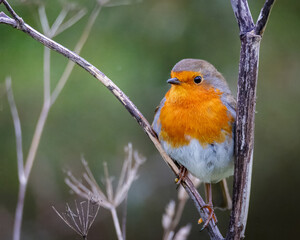 A Robin, Erithacus rubecula, Redbreast perched and posing for the camera Ensor's Pool, Warwickshire, October 2025.
