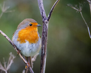 Fototapeta premium A Robin, Erithacus rubecula, Redbreast perched and posing for the camera Ensor's Pool, Warwickshire, October 2025.