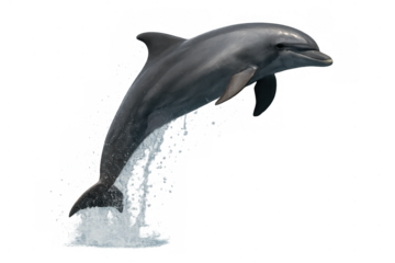 Bottlenose dolphin jumping out of water with arching body, showing graceful movement and marine life energy on transparent background