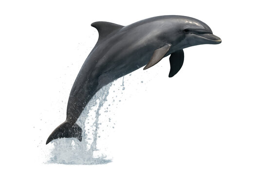 Bottlenose dolphin jumping out of water with arching body, showing graceful movement and marine life energy on transparent background