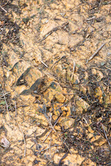 地面のテクスチャ