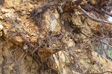 削れた地面から見える植物の根