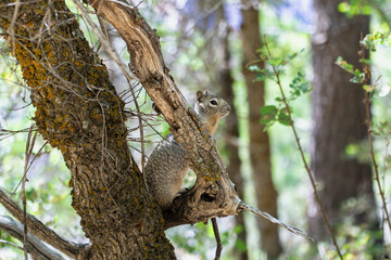 Grand Canyon Squirrel