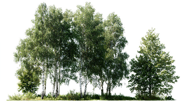 Deciduous forest view isolated without sky on a white background premium cutout (birch, sycamore platanus, maple and other) Stock Illustration