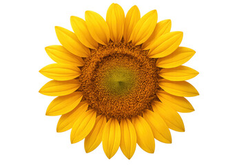 Fototapeta premium Sunflower blossom with bright yellow petals and brown center, cut out on a transparent background, representing nature and summer