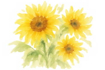 Sunflower watercolor painting illustrating a yellow floral bouquet with green leaves on transparent background, summer blooming artwork