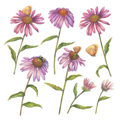 Set with pink Echinacea purpurea flower (coneflower, tennesseensis). Floral botanical. Hand drawn watercolor painting illustration isolated on white background	