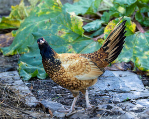 Hybrid bird. Old English pheasant fowl derivative, Beautifully golden with delicate markings.