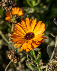 vibrant orange pot marigold in a kitchen garden