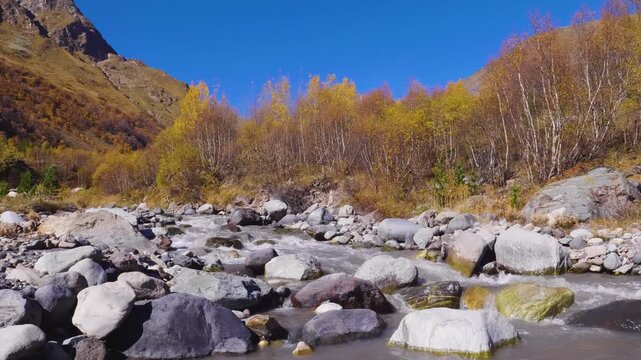 A picturesque view of a rocky river flowing through a mountain valley in the North Caucasus region of Russia during the vibrant autumn season. The clear blue sky contrasts with the golden and yellow f