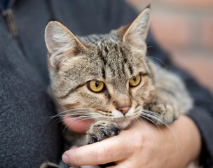 Portrait of a gray cat with stripes, held in the arms of its owner
