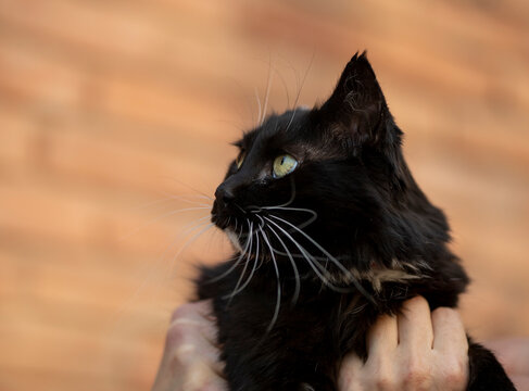 Portrait of a beautiful fluffy cat, she is missing one ear, she is black but one paw is white, against a background of red bricks, the owner strokes her