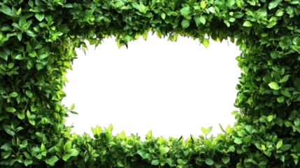 Frame of lush green leaves forming a natural border