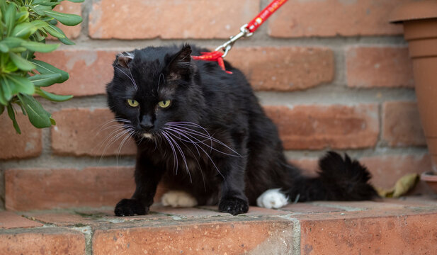 Portrait of a beautiful fluffy cat, she is missing one ear, she is black but one paw is white, a red harness, against a background of red bricks next to flowers