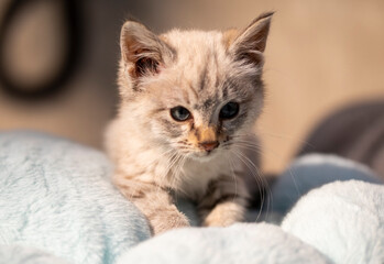 Portrait of a small, fluffy, beautiful kitten. Sunny day, close-up.