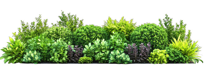 Obraz premium Diverse green plants forming a lush and vibrant garden scene