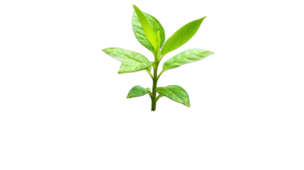 Fresh green plant leaves with vibrant and healthy appearance