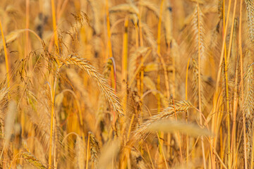 Fototapeta premium Ripe golden-yellow wheat field, tall stalks with grains, warm hues, natural lighting, soft shadows, texture, upward view. a