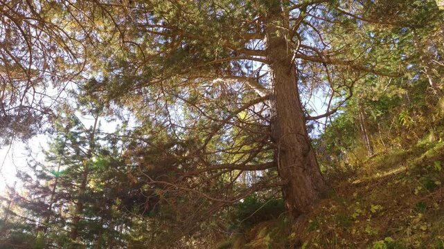 A serene, low angle shot captures the dense forest of the North Caucasus region in Russia. Sunlight filters through the canopy of pine and deciduous trees, illuminating the rich textures of the tree t