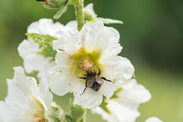 Close-up view of a white flower five petals, yellow and green center with two bees dark brown, pollinating Surrounded by green leaves in an outdoor setting