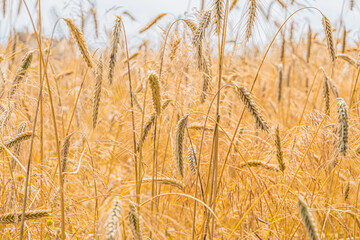 Close-up of golden mature wheat stalks in a field, sunrisesunset lighting, soft hues, ready for harvest, shallow depth of field, naturalistic style