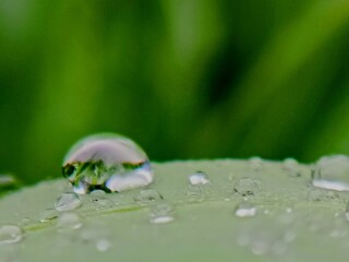 raindrops on leaf