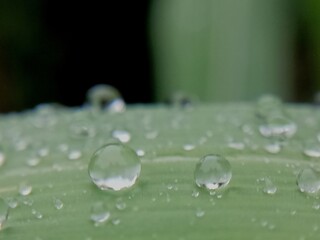 raindrops on leaf
