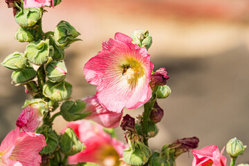 Close-up of a pink flower, possibly a hibiscus, in bloom Bee hovering nearby Soft lighting suggests an overcast day Natural setting hints at garden or outdoor space