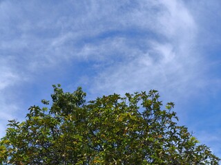 Green tree foliage with cloudy sky background