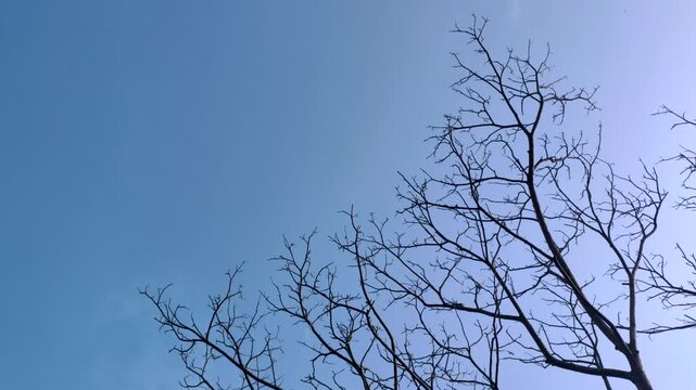 The view of leafless tree branches with a bright blue sky in the background