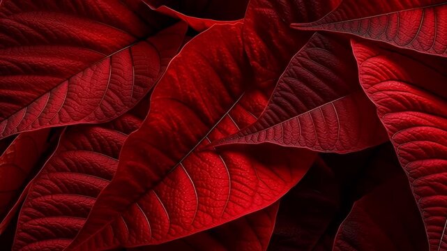Vibrant close-up of a red poinsettia flower with layered crimson bracts and central yellow blooms, showcasing intricate leaf veins and holiday symbolism in rich detail