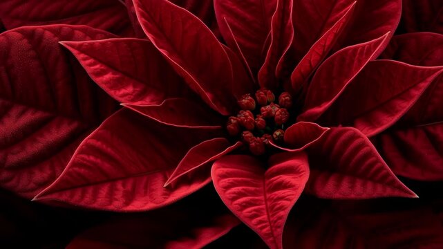 Vibrant close-up of a red poinsettia flower with layered crimson bracts and central yellow blooms, showcasing intricate leaf veins and holiday symbolism in rich detail