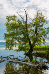 Obraz premium Lonely Tree Reflected in Calm Lake Hungary
