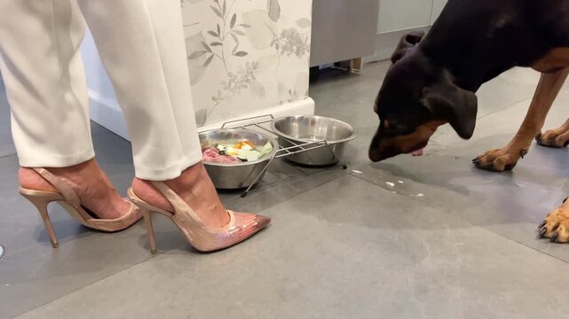 Doberman eats Fresh Raw Food