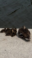 Ducklings by the Water 