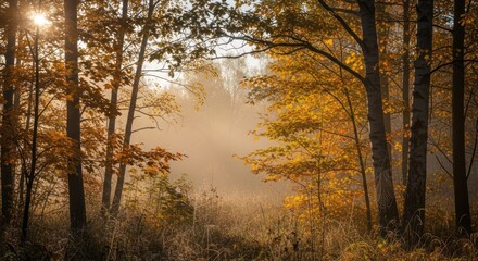 Obraz premium Autumn forest scene with sunlight filtering through trees and foliage
