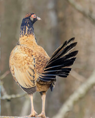 Hybrid bird. Old English pheasant fowl derivative, Beautifully golden with delicate markings.