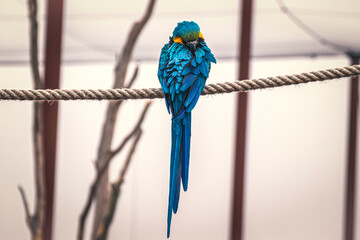 Perroquet du par zoologique