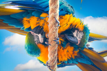 Perroquet du par zoologique