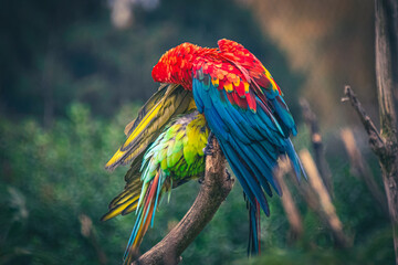 Ara chloroptère du par zoologique