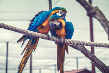 Perroquet du par zoologique