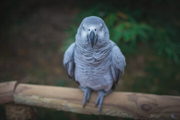 Le Perroquet gris du Gabon