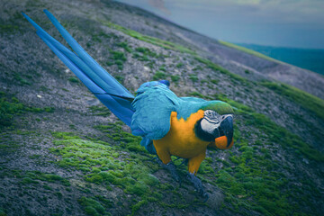 Perroquet du par zoologique