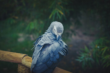 Le Perroquet gris du Gabon