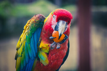 Ara chloroptère du par zoologique