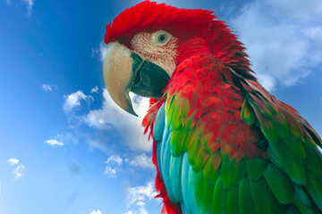 Ara chloroptère du par zoologique